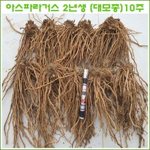 (녹색) 아스파라거스 2년생 (대모종) =10주 판매., <아스파라거스 (대모종) 10주