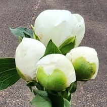 작약 생화 1송이 코랄 농장직송 생화택배 꽃도매 양재꽃시장, 화이트