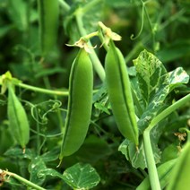 인피솔 완두콩 2023 햇 국산 생 껍질 완두콩 최상품, 4kg, 1개