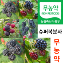 [농장직송] 슈퍼복분자 무농약 햇 생 냉동 토종 복분자 3kg 5Kg 10kg, 무농약 3kg, 1개