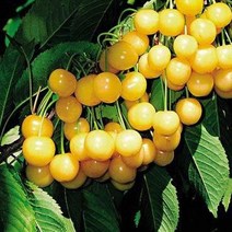 체리나무(레이니어)접목1년(왜성콜트)묘목/G0600, 1개
