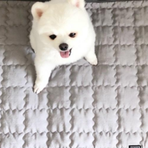 불로홈 강아지 고양이 쿨매트 인견 패드 방석 반려동물 여름 방석 쿨 애견, 그레이