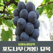 서울농원묘목/포도나무 묘목 캠벨 거봉 MBA(머루포도) 샤인머스켓 과실수 유실수, 거봉 삽목1년