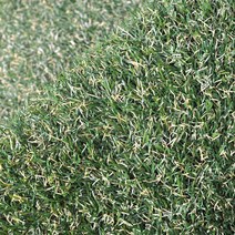 야외수영장 폭신한 인조잔디 롤카페트 200x50 바닥 애견 골프장 실내인조잔디 축구장