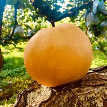 산지직송 프리미엄 명품 나주배, 1박스, 가정용5kg(7-9과)