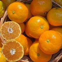 고당도 인증 당도보장 제주 서귀포 새콤달콤 감귤, 5kg