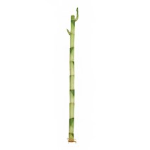 갑조네 개운죽 1p 공기정화식물 수경재배 10cm 20cm 30cm 40cm 50cm 60cm 70cm 80cm 90cm 100cm 수경식물