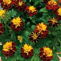 어린모종]메리골드-보이 스프리 : 8cm분/5개 Q2383, 1개