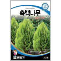 측백나무 200립 / 수목 종자 마당 관상용 울타리용 정원 방풍림 벽면꾸미기 조경가꾸기