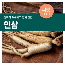 마이플랜트 인삼 약초 씨앗 20립