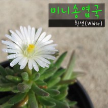허브여울다육 미니송엽국 화이트(흰색) 지름 9cm 소품화분, 1개