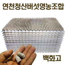 백화고 표고버섯 종균 버섯키우기 성형종균 총알 607구, 표고버섯종균