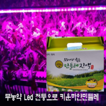 흰민들레 엉겅퀴즙, 100봉(1박스)