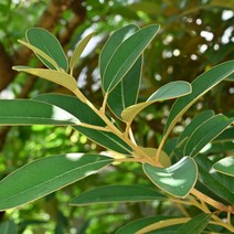 까마귀쪽 나무 묘목 / 실2년생 포트 2주묶음 (관절영양제 / 해안지방 가로수) 까만열매 하마비와 TT52-0