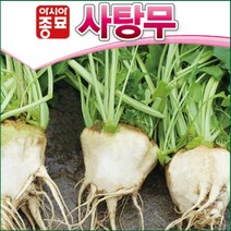 사탕무 씨앗 100립 설탕 주원료 슈가 비트 종자 당도 높고 영양 많은 웰빙 채소 텃밭 농사 베란다 설탕무