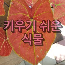 키우기쉬운식물 문샤인 아이비나무 스킨답서스 행운목 개운죽 풍란 테이블야자 호야 산호수 율마 천냥금 오렌지자스민 수퍼바 산세베리아 금전수 스파트필럼 스투키 남천 고무나무 다육, 54. 1+1꽃아주는식물영양제 1개