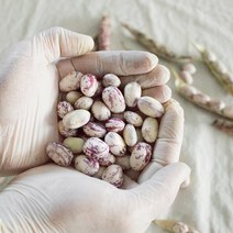 국내산 호랑이 강낭콩 1kg
