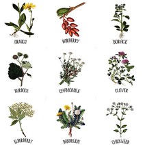 자투리 DTP컷트지 생활방수야생화 택1, DTP컷트지 생활방수야생화2186 보리지