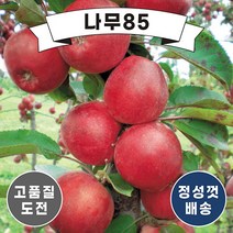 (나무85) 사과나무묘목 14종 시리즈, 1.미얀마 접목1년
