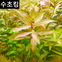 [수초킹] 프로서피카나 팔스트리스, 3촉