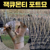 자작나무 묘목 잭큐몬티포트묘 백자작나무, 1개