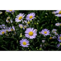 벌개미취 씨앗 습지나 계곡주변에서 물이 많은 곳에서 자생하는 한국특산식물 중포장 5000립