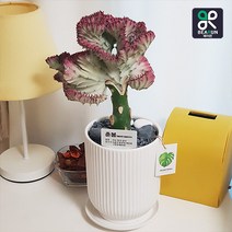 [서울/경기 당일배송] 먼지정화 춘봉 개업 승진 축하 선물 춘봉철화 유포비아 선인장 화분, 25000원 추가지역