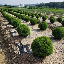 둥근서양측백-테디, 01. 테디-3치포트, 1개