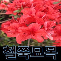 순희농장 철쭉나무(빨강 분홍 흰색) 묘목 30cm 5개묶음 18cm 10개묶음, 철쭉(30cm)빨강, 5개