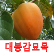 (성실D)야오끼 개량대봉 감나무묘목 접목1년 1그루, 1개