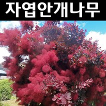 자엽안개/로얄퍼플 실생2년 뿌리묘 나무 묘목 5개/정원/공원/조경수