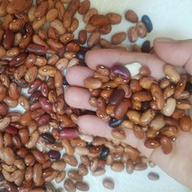 보은농장 22년 햇양대콩(호랑이콩얼룩이) 4kg 국산, 1개, 양대4키로