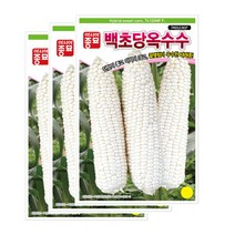 악시아종묘 옥수수씨앗종자 백초당 옥수수(7401MP)(100립x3), 3개