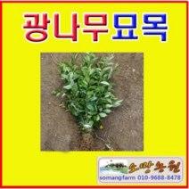 (SR소망)광나무묘목 키 1미터 4그루