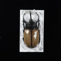 오각뿔 큰오각 장수풍뎅이 건조 표본, 80mm+