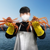 대게포크 증정 [오픈씨마켓] 선주직송 살이 꽉찬 100% 국산 포항 구룡포 자숙 대게 수율보장 (명품/박달), 국산 박달대게(특대) 살수율 80%이상 3마리