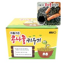 콩나물 키우기 기르기 체험 학습 집에서 콩나물재배 키트