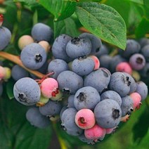 블루베리 결실주 / 흑진주 (블랙펄) 아파트 베란다용 또는 온실용 / 안토시아닌 듬뿍 FT328