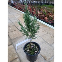 봄바람가든 위치타블루 1.5L화분 꼼꼼한포장 침엽수 월동식물 묘목