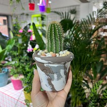 [화분포함 완제품] 금빛가시 퉁퉁한 기둥선인장 대봉룡 - 핸드메이드 토분S/M 2size, 오렌지옐로우 링토분M(받침없음), 1개