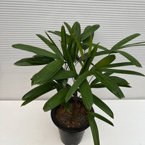 [다은꽃농원]관음죽 야자나무 행운나무 키우기쉬운 실내공기정화식물 관상용 인테리어