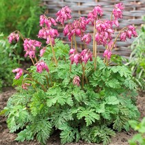 [풀떼기] 금낭화 숙근 모음 / 금낭화 뿌리 노지월동, 6. 스튜어트 부스만