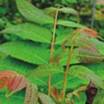 참죽나무 식용 목재 조각 식물 씨앗 품종 종자 500립 _ 04059EA, 본상품선택