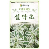 설악초씨앗 20립 IH, 없음