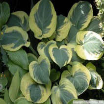 초일조경 호스타 카니발(대형종)-1주 수입호스타