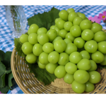추풍령 샤인머스켓 GAP인증 프리미엄 고당도 2kg 4kg 추석선물세트 망고포도