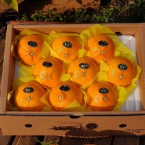 제주산지직송 천혜향 3kg(9~13수 특대과 고급이중포장선물용) 그윽한 향과 팡팡 터지는 과즙 품격있는 과일선물세트
