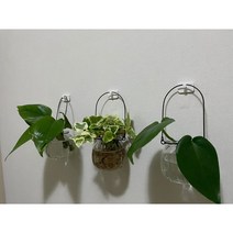 아림마케트 호박화병 화병 수경재배, 3p