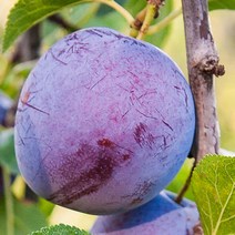 [충북농원] 바이오체리 체리 나무 묘목 - 접목1년생상묘, 단품