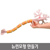 신경게 기본단위 세포 뉴런 모형만들기 학습교구 연구실 연구수업 과학수업